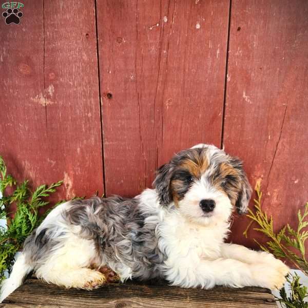 Troy, Cavapoo Puppy